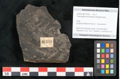 Foto (Objekt + Etikett) von Taeniopteris lomariopsis Ettingshausen (NHMW-GEO-2024-0188-10322)